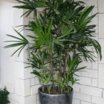 Indoor Lady Palm