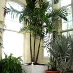 Indoor Parlor Palm