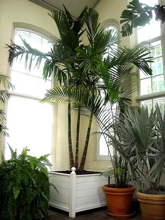 14 Of The Best Indoor Palm Trees For A Tropical Vibe