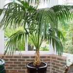 Kentia Palm Indoor