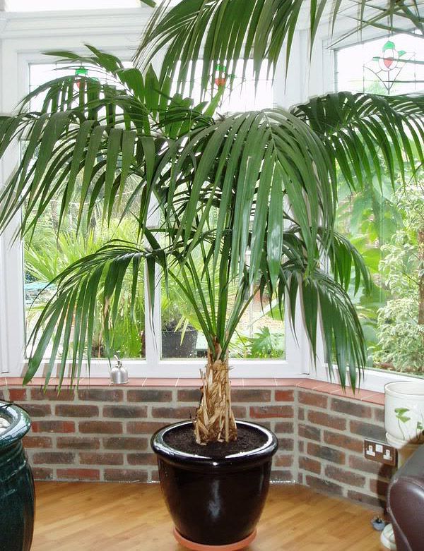 14 Of The Best Indoor Palm Trees For A Tropical Vibe
