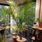 Majesty Palm Indoor