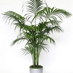 Sentry Palm Indoor