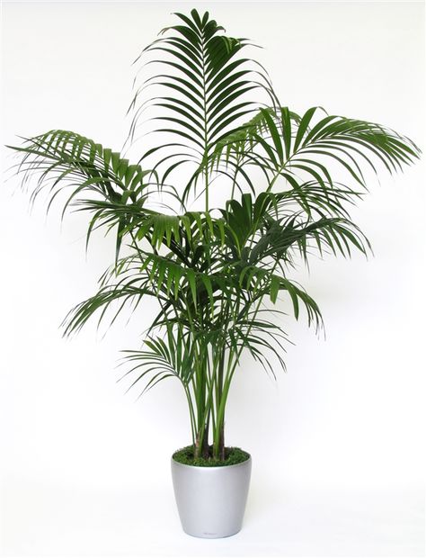 14 Of The Best Indoor Palm Trees For A Tropical Vibe