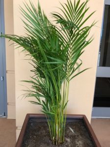 Areca Palm Front Door Plant
