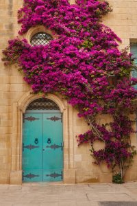 Bougainvillea Plant Outside Front Door