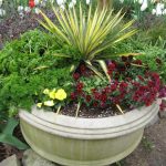 Golden Sword Yucca Plant by Front Door