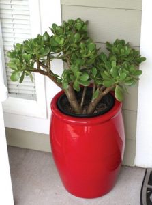 Jade Plant Feng Shui Front Door