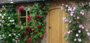 Rose Plants to Put Next To Front Door