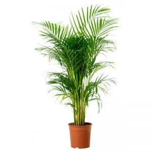 Areca Palm East Facing Window Plants