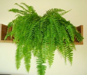 Boston Fern Best House Plants For East Facing Window