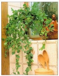 Creeping Fig Indoor Plants with Long Vines