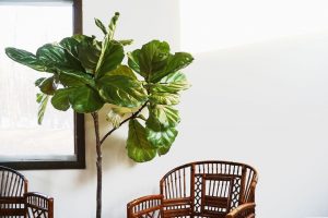 Fiddle Leaf Fig Best Plants for East Facing Window