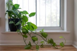 Heartleaf Philodendron House Plants For East Facing Window