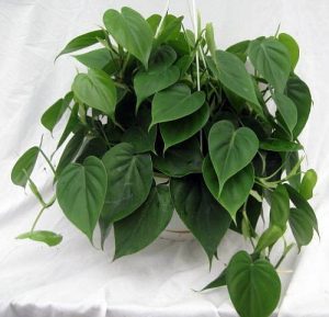 Heartleaf Philodendron Indoor Hanging Plant Vine Heart Shaped Leaves