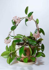 Hoya Indoor Flowering Vine Plants