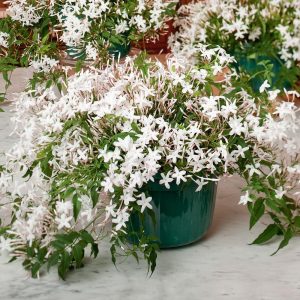 Indoor Climbing White Jasmine Plants with Flowers