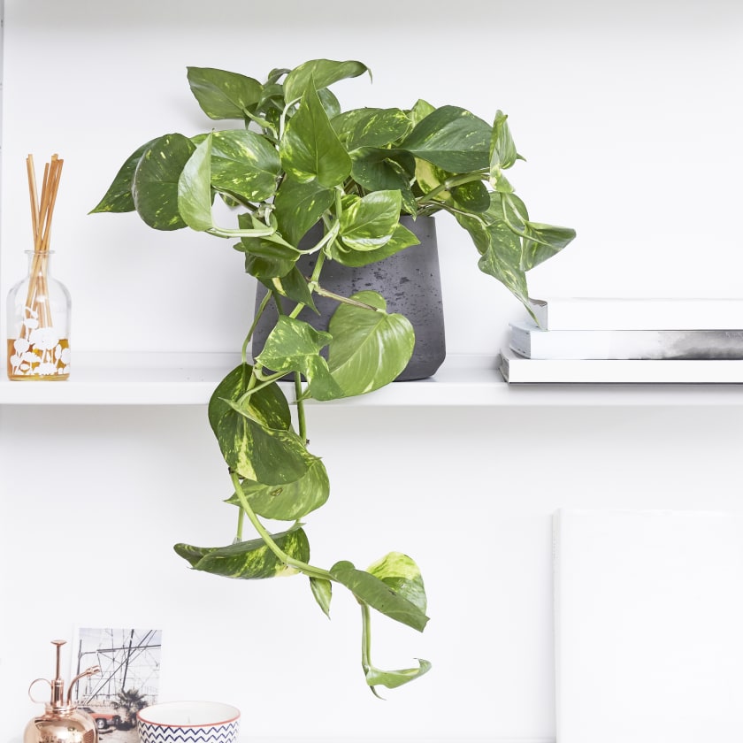 How To Grow Indoor Vine Plants