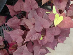 Purple Sweet Potato Vine Indoor Plant