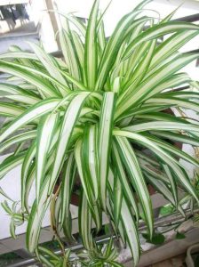 Spider Plant Indoor Climbing Vine Plants