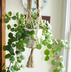 Swedish Ivy Indoor Vining Plants