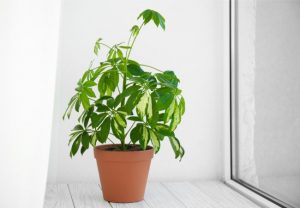 Umbrella Tree Best Indoor Plants for East Facing Window