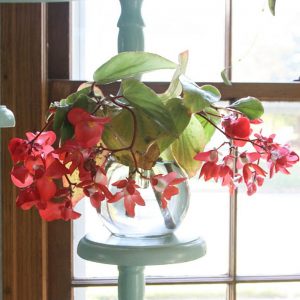 Begonia Indoor Water Flower Plants