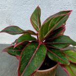 Chinese Evergreen Indoor Water Plants