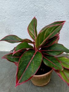 Chinese Evergreen Indoor Water Plants