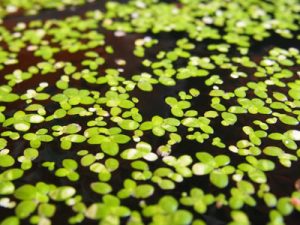 Duckweed Indoor Water Garden Plants