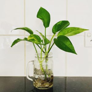 Indoor Money Plant in Water