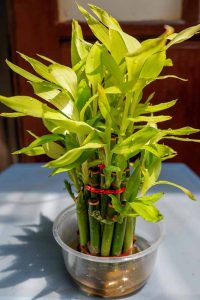 Lucky Bamboo Plant Indoor In Water