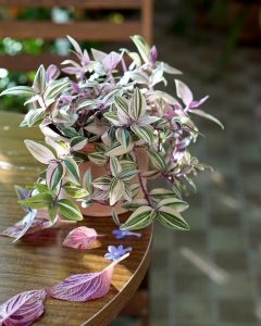 Wandering Jew Water Based Indoor Plants