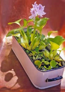 Water Hyacinth Indoor Plants That Live In Water